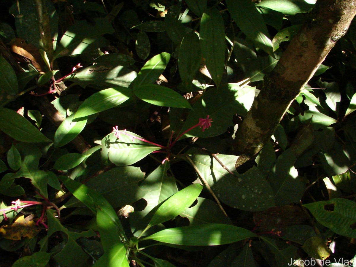 Ardisia zeylanica (Gaertn.) Lam. ex Forsyth f.